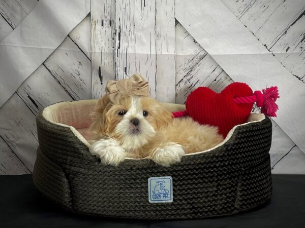 Shih Tzu-DOG-Male-Cream-24849-Petland Scottsdale, Arizona