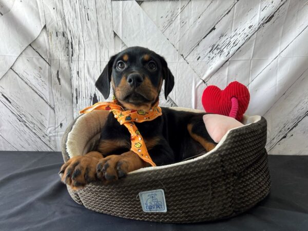 Rottweiler-DOG-Male-Black and Mahogany-24835-Petland Scottsdale, Arizona