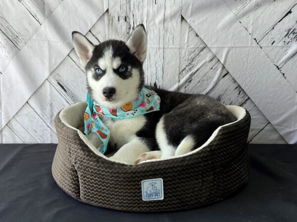 Siberian Husky-DOG-Female-Black Grey and White-24836-Petland Scottsdale, Arizona