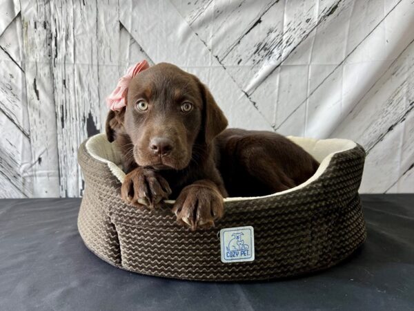 Labrador Retriever-DOG-Female-Chocolate-24857-Petland Scottsdale, Arizona