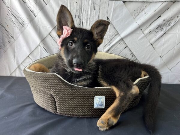 German Shepherd Dog-DOG-Female-Black and Tan-24833-Petland Scottsdale, Arizona
