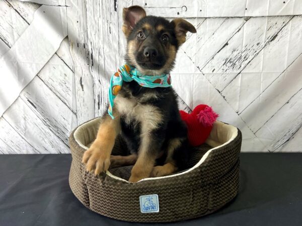German Shepherd Dog-DOG-Male-Black / Tan-24851-Petland Scottsdale, Arizona