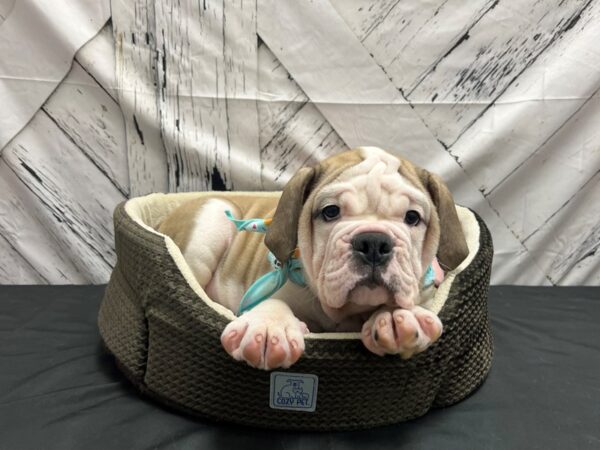 English Bulldog/Victorian Bulldog-DOG-Male-Fawn and White-24837-Petland Scottsdale, Arizona