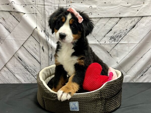 Bernese Mountain Dog-DOG-Female-Black / Tan-24843-Petland Scottsdale, Arizona