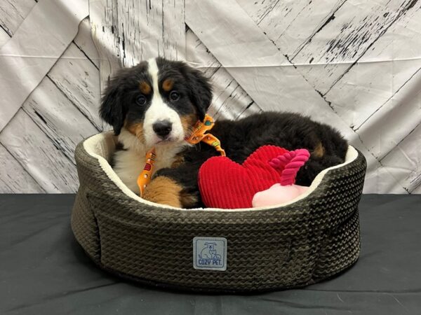 Bernese Mountain Dog-DOG-Male-Black / Tan-24844-Petland Scottsdale, Arizona
