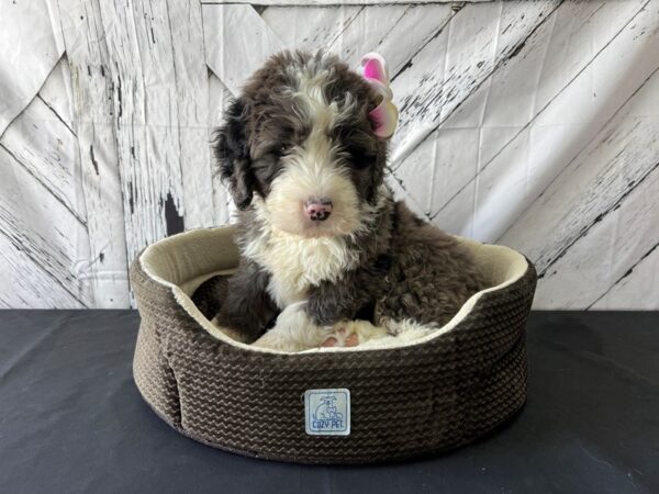 Bernese Mountain Dog/Standard Poodle-DOG-Male-Blue Merle-24854-Petland Scottsdale, Arizona