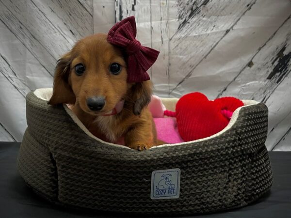 Dachshund-DOG-Female-Red-24832-Petland Scottsdale, Arizona