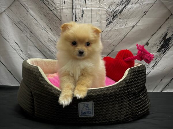 Pomeranian-DOG-Female-Orange-24846-Petland Scottsdale, Arizona