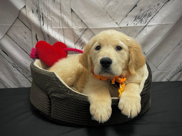 Golden Retriever-DOG-Male-Golden-24858-Petland Scottsdale, Arizona