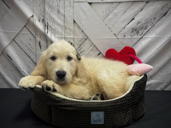 Golden Retriever-DOG-Female-Golden-24859-Petland Scottsdale, Arizona