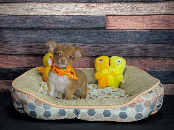 Chihuahua-DOG-Female-Chocolate and White-24863-Petland Scottsdale, Arizona