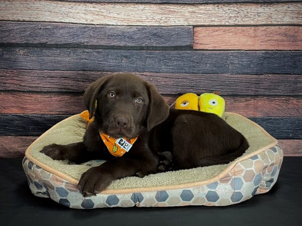 Labrador Retriever-DOG-Male-Chocolate-24877-Petland Scottsdale, Arizona