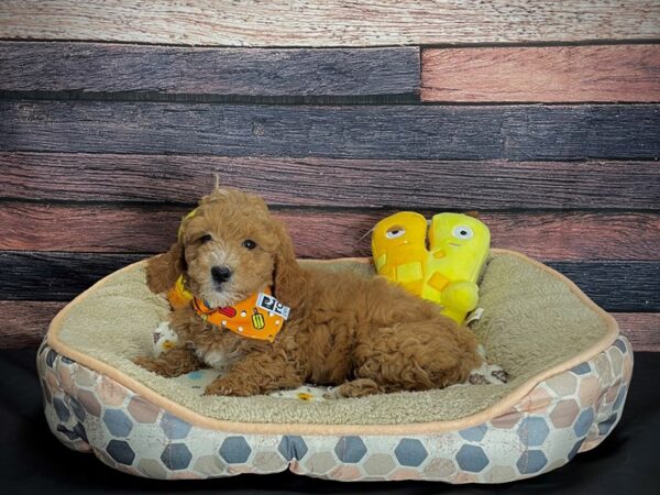 F1B Mini Goldendoodle-DOG-Female-Red-24876-Petland Scottsdale, Arizona