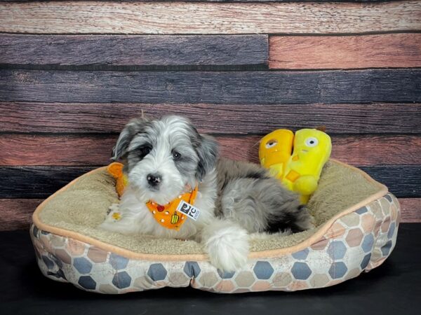 F1 Mini Aussiedoodle-DOG-Male-Blue Merle-24875-Petland Scottsdale, Arizona