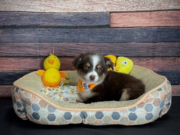 Miniature Australian Shepherd-DOG-Female-Chocolate / Tan-24874-Petland Scottsdale, Arizona