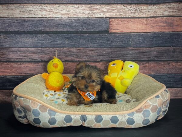 Yorkshire Terrier-DOG-Male-Black / Tan-24873-Petland Scottsdale, Arizona