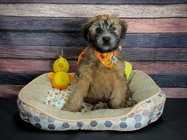 Soft Coated Wheaten Terrier-DOG-Male-Wheaten-24872-Petland Scottsdale, Arizona