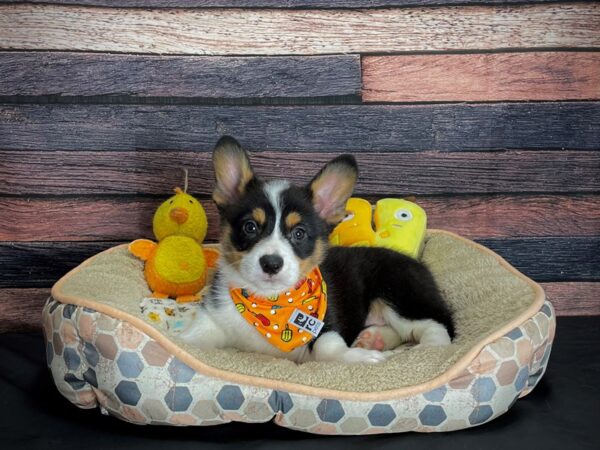 Pembroke Welsh Corgi-DOG-Male-Black Tan / White-24871-Petland Scottsdale, Arizona