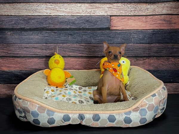 Miniature Pinscher-DOG-Female-Red-24870-Petland Scottsdale, Arizona