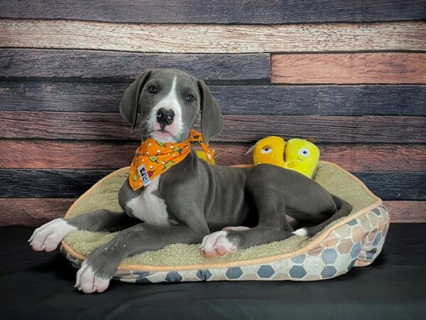 Great Dane-DOG-Male-Blue-24869-Petland Scottsdale, Arizona