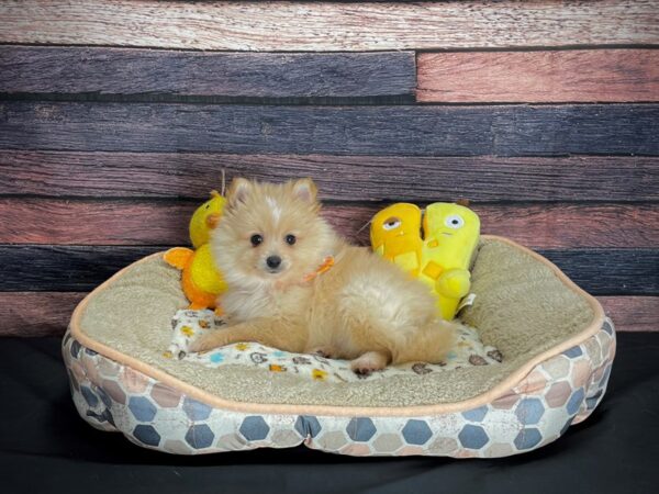 Pomeranian-DOG-Male-Cream-24868-Petland Scottsdale, Arizona