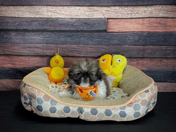 Pekingese-DOG-Female-Fawn Sable-24867-Petland Scottsdale, Arizona