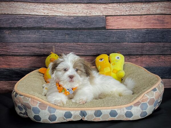 Lhasa Apso-DOG-Male-Liver-24866-Petland Scottsdale, Arizona
