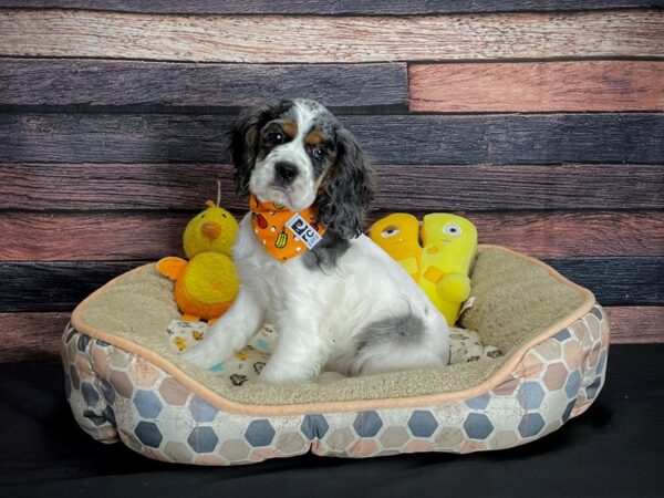 Cocker Spaniel-DOG-Female-Blue Roan and Tan-24865-Petland Scottsdale, Arizona