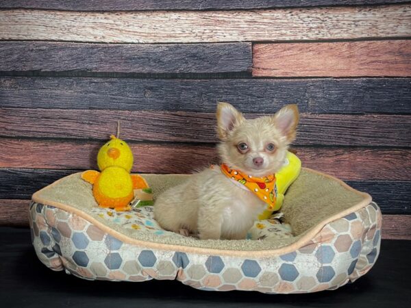 Chihuahua-DOG-Male-Cream-24864-Petland Scottsdale, Arizona