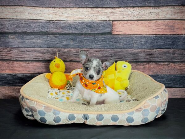 Chihuahua-DOG-Male-Blue Merle-24862-Petland Scottsdale, Arizona