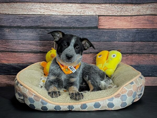 Australian Cattle Dog-DOG-Male-Blue Mottled-24860-Petland Scottsdale, Arizona