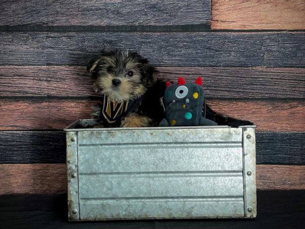 Maltese/Yorkshire Terrier-DOG-Male-Black / Tan-24897-Petland Scottsdale, Arizona