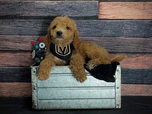 F1B Mini Goldendoodle-DOG-Male-Dark Golden-24896-Petland Scottsdale, Arizona