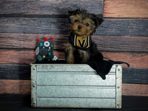 Yorkshire Terrier-DOG-Female-Black / Tan-24895-Petland Scottsdale, Arizona
