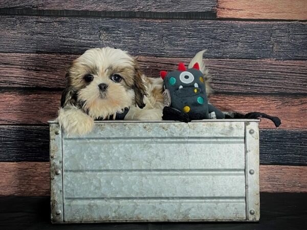 Shih Tzu-DOG-Female-Gold / White-24894-Petland Scottsdale, Arizona