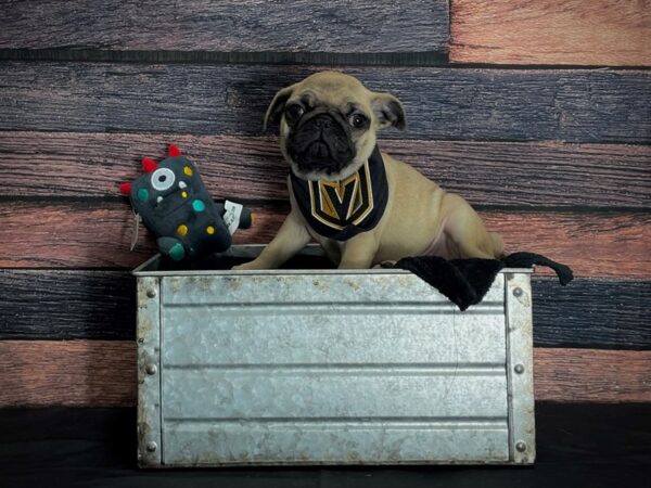 Pug-DOG-Male-Fawn-24893-Petland Scottsdale, Arizona
