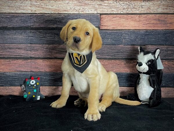 Labrador Retriever-DOG-Male-Yellow-24892-Petland Scottsdale, Arizona