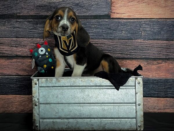 Beagle-DOG-Female-Black / Tan-24891-Petland Scottsdale, Arizona