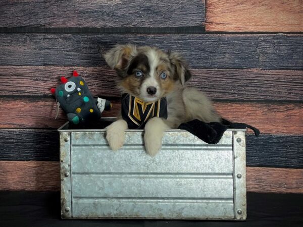 Miniature Australian Shepherd/Toy Australian Shepherd-DOG-Female-Blue Merle White / Tan-24890-Petland Scottsdale, Arizona