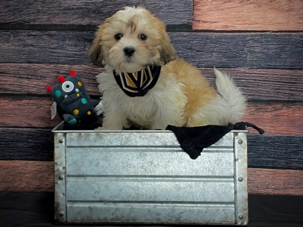 Bichon Frise/Shih Tzu-DOG-Female-Gold and White-24889-Petland Scottsdale, Arizona