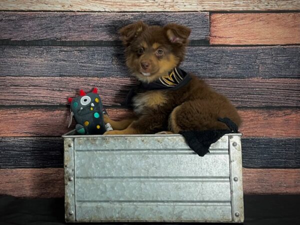 Miniature Australian Shepherd-DOG-Female-Red-24888-Petland Scottsdale, Arizona