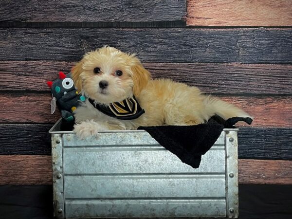 Coton De Tulear-DOG-Female-White-24887-Petland Scottsdale, Arizona