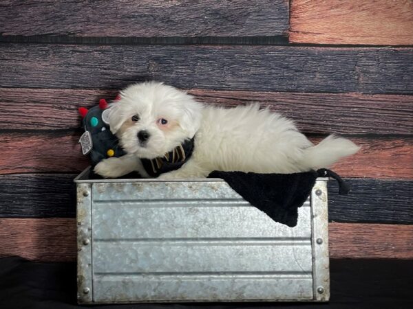 Coton De Tulear-DOG-Male-White-24886-Petland Scottsdale, Arizona