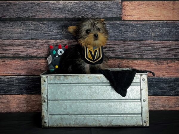 Yorkshire Terrier-DOG-Female-Black and Tan-24885-Petland Scottsdale, Arizona