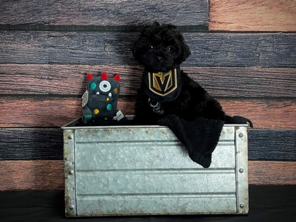 Poodle/Yorkshire Terrier-DOG-Male-Black-24898-Petland Scottsdale, Arizona
