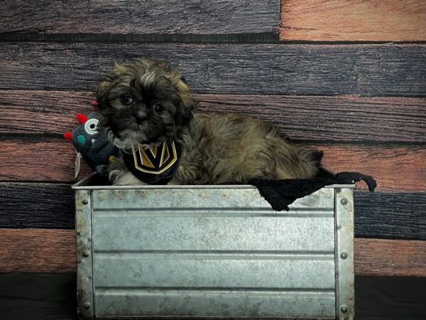 Shih Tzu-DOG-Male-Grizzle-24884-Petland Scottsdale, Arizona