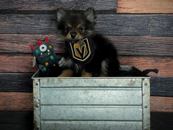 Pomeranian-DOG-Female-Black and Tan-24883-Petland Scottsdale, Arizona