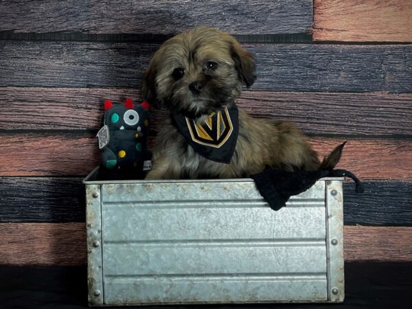 Lhasa Apso-DOG-Female-Red Gold-24882-Petland Scottsdale, Arizona