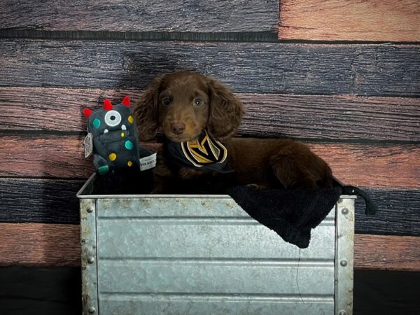 Dachshund-DOG-Male-Chocolate and Tan-24881-Petland Scottsdale, Arizona