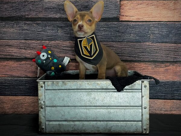 Chihuahua-DOG-Female-Chocolate and Tan-24880-Petland Scottsdale, Arizona